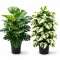 Sztuczne kwiaty Monstera Rośliny 2 sztuki Zestaw 68cm Zielone Kremowe