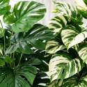 Sztuczne kwiaty Monstera Rośliny 2 sztuki Zestaw 68cm Zielone Kremowe