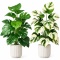 Sztuczne kwiaty Monstera Rośliny 2 sztuki Zestaw 68cm Zielone Kremowe