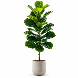 Sztuczne drzewko figowe Figowiec 120cm Wysokie Kwiatek do domu biura